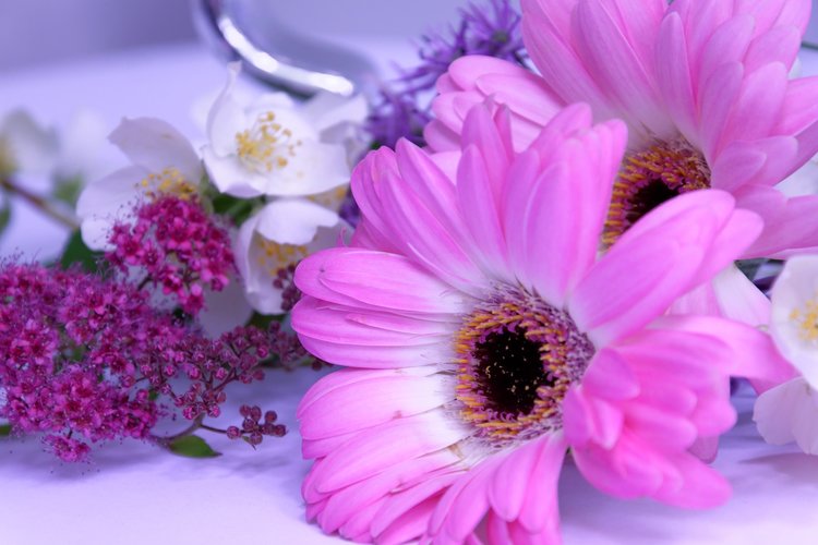 Blomma